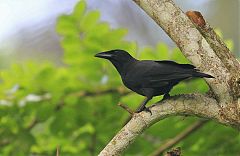 Jamaican Crow